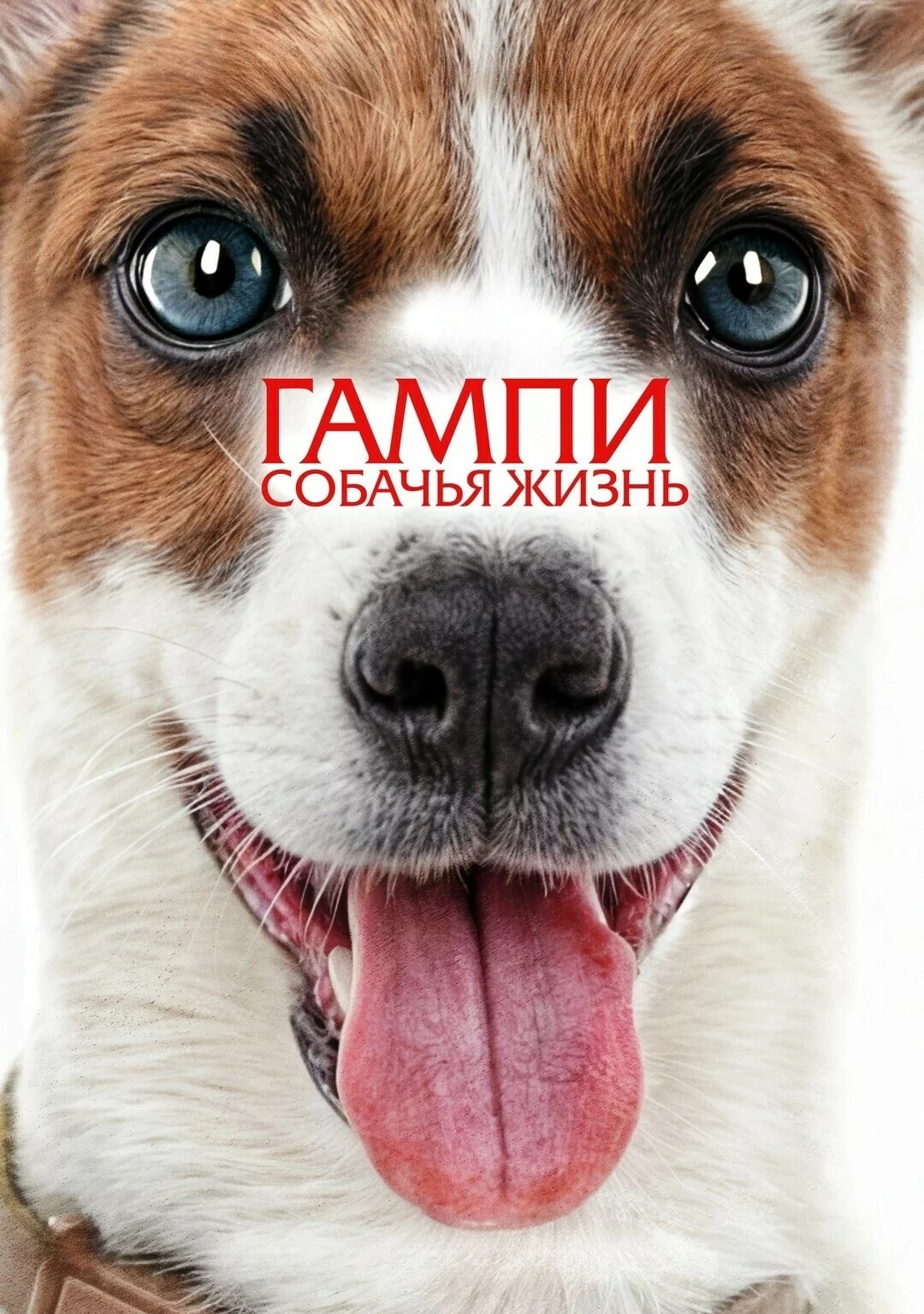 Гампи. Собачья жизнь